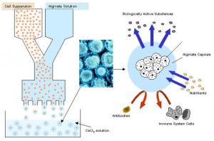 cell_encapsulation