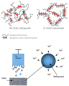 Alginate_Gelation_1