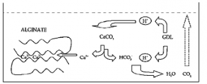 alginate_gelation_2